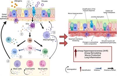 “Liquid biopsy” - extracellular vesicles as potential novel players towards precision medicine in asthma